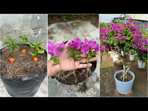 Bougainvillea blooms when planted in combination with this fruit