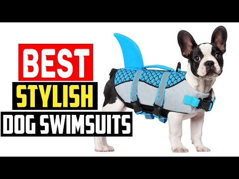 ✅Best Stylish Dog Swimsuits in 2023