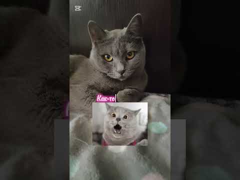 Брутальный мужчина🐱#нашамауси #домашнийпитомец #shorts