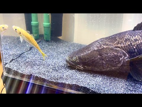 腹ペコ雷魚に生きたアジを与えてみると…