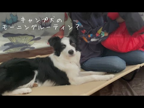 キャンプ犬のモーニングルーティン？