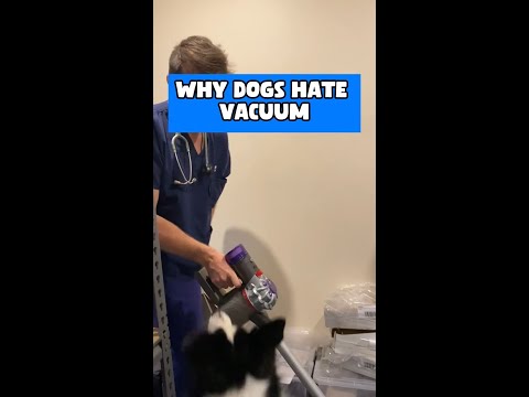 Dr Evan - Don't vacuum around your dog! 🐶