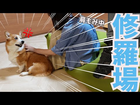 超絶嫉妬深い愛犬に肩もみを見られたらこうなった