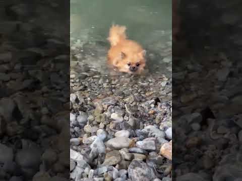 Olympic Dog Swimmer 😂😂 #cute #adorablepets #funny #shortvideo