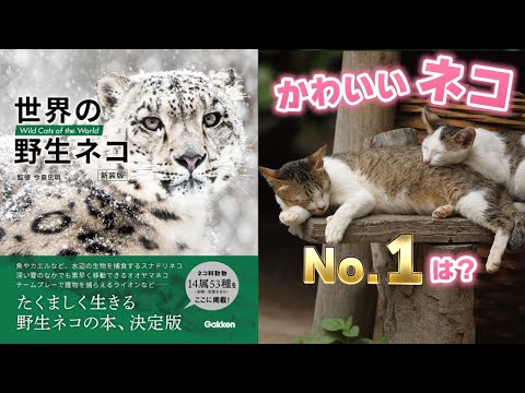 一番かわいい野生ネコは？