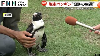 脱走ペンギンが2週間生き延び奇跡の生還「本当かよ」出張動物園から逃げ出すも見つかる　愛知