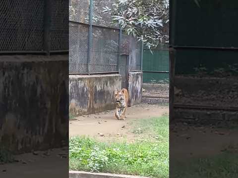 Patna Zoo Tiger 🐅🐯 #patnazoo #zoo #shorts #youtubeshorts #viralvideo #trending