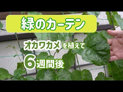 緑のカーテン　オカワカメを植えて６週間後の様子です