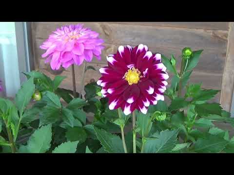 My Trip To An Amish Greenhouse!, Buying Dahlia Flowers