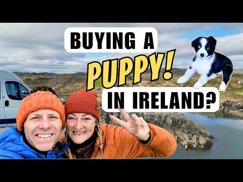 Ireland is FULL of surprises! - Van Life Dingle Peninsula - Wild Atlantic Way