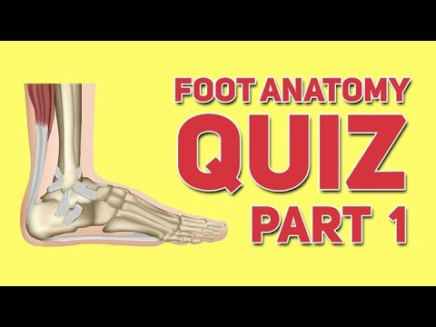 Foot and Ankle Quiz Part 1 - Human Anatomy and Physiology