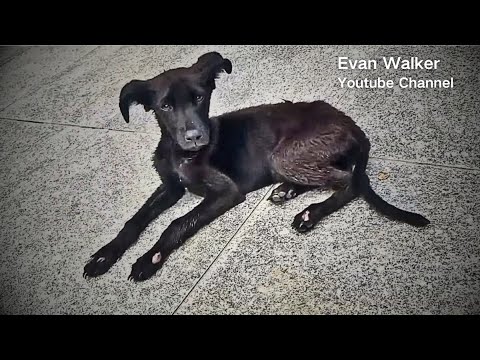 A stray dog covered in ticks remains in place, believing his owner will come back to take him home.