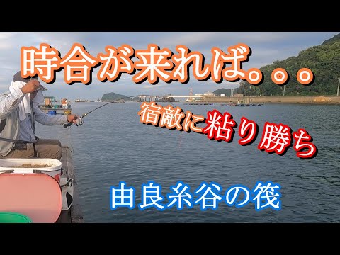 【かかり釣り】頑張ってみました。宿敵へぇーとの闘い！