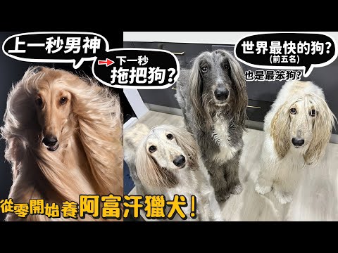 【從零開始養】阿富汗獵犬!狗界超模!上一秒男神下一秒拖把狗?全世界最笨的狗之一?富豪級寵物?隨便遛狗都像拍廣告?很難照顧?【許伯簡芝】