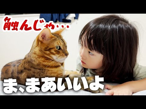 触ると噛みつく凶暴な猫と、唯一ベタベタすることを許されている5歳娘の日常【噛む噛まない問答】