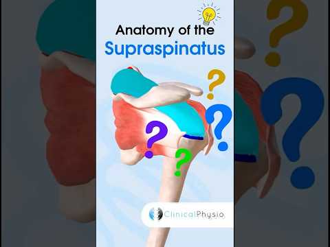 Supraspinatus Anatomy #anatomy #physicaltherapy #physiotherapy #supraspinatus #rotatorcuff