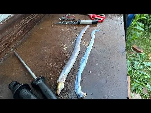 How to Skin an Eel (natural audio)