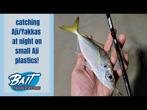 Land Based Fishing #32 - Gold Coast Aji