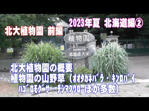 2023年夏 北海道編②　北大植物園 前編(北大植物園の概要、植物園の山野草、ｵｵﾀｶﾈﾊﾞﾗ、ｷﾝﾛﾊﾞｲ、ﾊｺﾞﾛﾓｸﾞｻ、ﾁｼﾏﾌｳﾛほか多数)