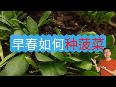 早春如何种菠菜？使用双氧水催芽，室外直播种菠菜，又快又好！