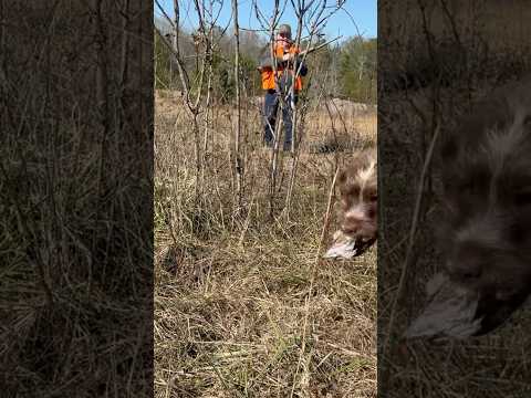 Hunting wirehaired pointing griffons love to work and retrieve #wirehairedpointinggriffon