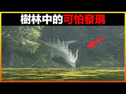 樹林裡發現神秘生物和地下掩體！？15個樹林中的驚人發現，不是親眼所見絕對不敢相信！｜發現｜排名｜世界之最｜地球之最｜獵奇｜睡前故事