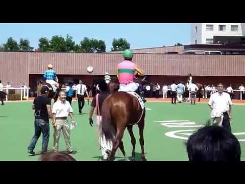 テイエムキュアオウ　初めてのパドック（札幌競馬場）