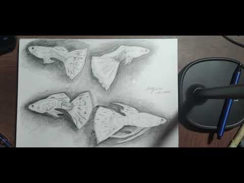 Pencil Sketches : Guppy Fish (鉛筆素描：孔雀魚)