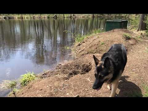 Bird Boxes! German Shepherd next to a lake! Hiking Video Series Hiking with Dog