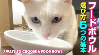 Must see! I learned how to choose the best food bowl for ChatGPT