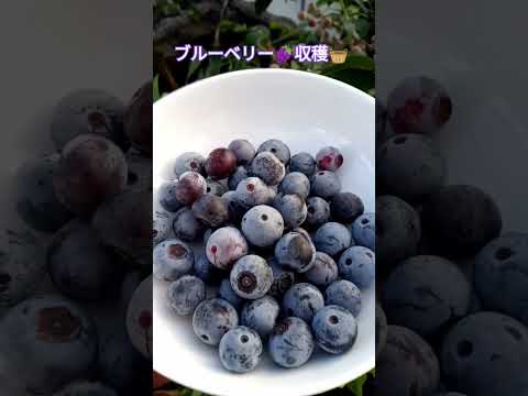 ブルーベリー🍇収穫🧺しました🍇 #shortsfeed #家庭菜園 #ブルーベリー栽培