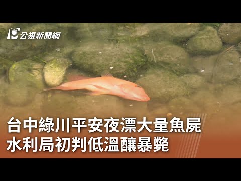 台中綠川平安夜漂大量魚屍 水利局初判低溫釀暴斃｜20241225 公視中晝新聞