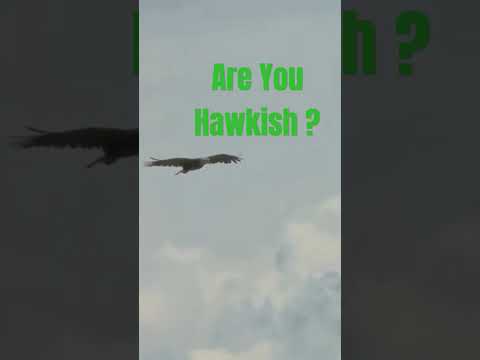 The Hawk | Hawkish #trading #investing #stockmarket #money #finance