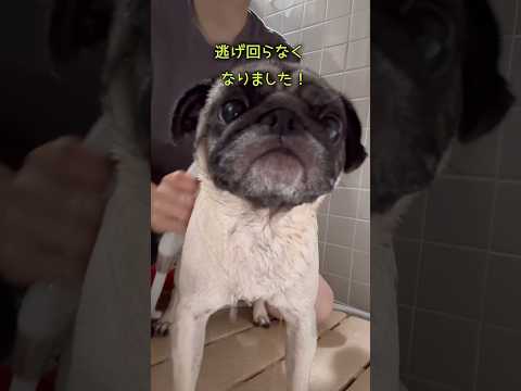 ドン、お風呂だぞ🐥 #パグのお風呂 #パグのいる家 #pug