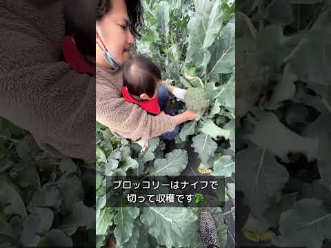 【1歳0ヶ月】はじめて畑で野菜にふれあってみた