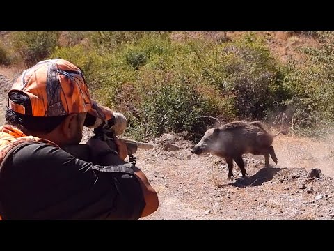 TOP WILD BOAR HUNTS  - EN İYİ DOMUZ AVLARI