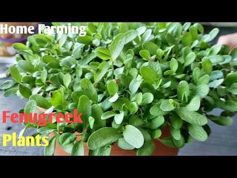 Methi plants home farming | fenugreek in a container | మెంతికూర ఇంట్లో సులువుగా పెంచుకునే పద్ధతి