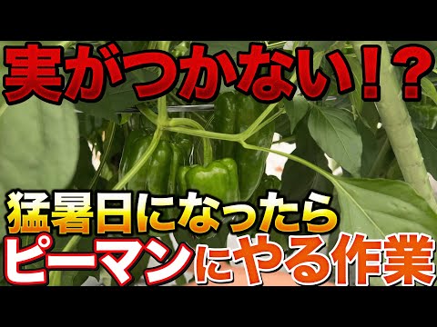 【実ができなくなります】ピーマン栽培で猛暑日が続いたら必ずやる作業教えます！