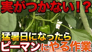 【実ができなくなります】ピーマン栽培で猛暑日が続いたら必ずやる作業教えます！