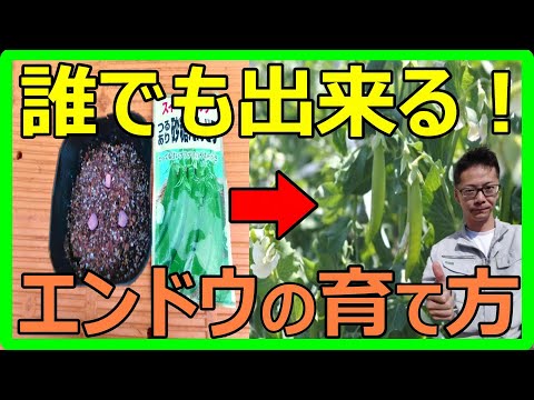 初心者でも分かる種まきから収穫までの方法を完全ガイド！スナップエンドウの栽培で失敗しないコツを教えます！