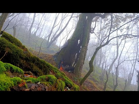 SOLO CAMP: building a warm and cozy hole for survival inside a tree