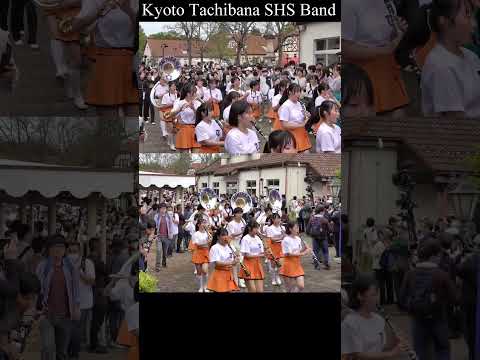 京都橘高校吹奏楽部　2024ブルーメの丘パレード　Kyoto Tachibana SHS Band #京都橘高校吹奏楽部 #吹奏楽 #tachibana