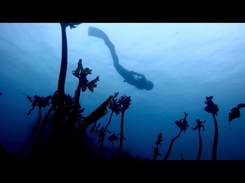 Freediving! Forest of Seaweeds! Hayama, November 2016