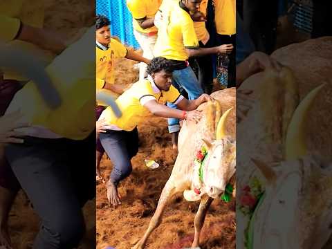 Jallikattu🔥 #devakottaiabirami #devakottai_abirami_songs#abiramisongs#jallikattusong#jallikattukalai