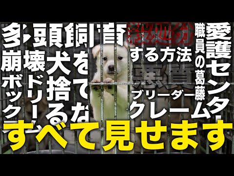 【マル秘】愛護センターから引き取っている様子全て見せます