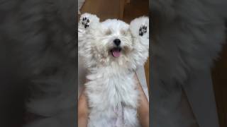 Dengsmas cute dog 😁 #shorts #viralshorts #youtubeshorts #ytfeed