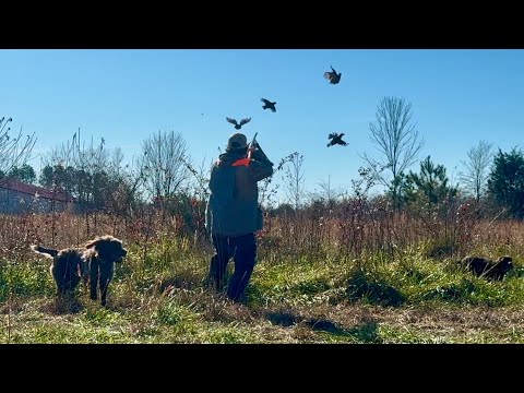 Action packed upland hunting: wirehaired pointing griffon, GSP, and a new German wirehaired pointer