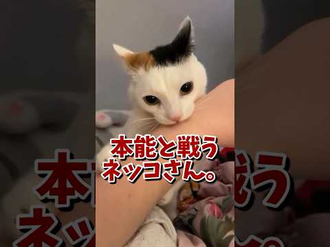 ネッコの動画で笑ったら負けｗｗｗ　#2ch #2ch動物スレ #2ch面白いスレ #動物 #犬 #猫 #癒やし #ねこ