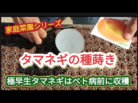 【タマネギの種蒔き】培土の量を計り、筆で穴開け。極早生はベト病までに収穫。【家庭菜園シリーズ】