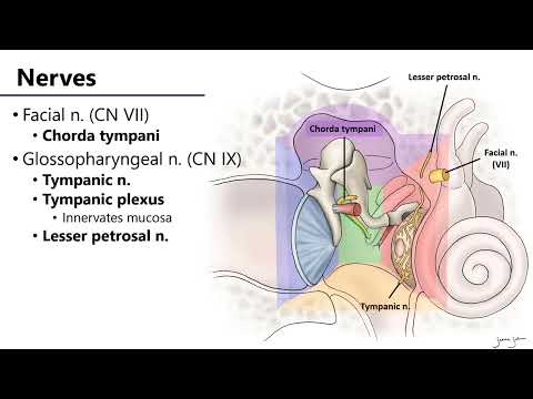 LO9 Middle Ear